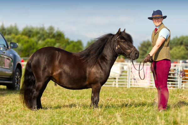 Black shetland pony filly