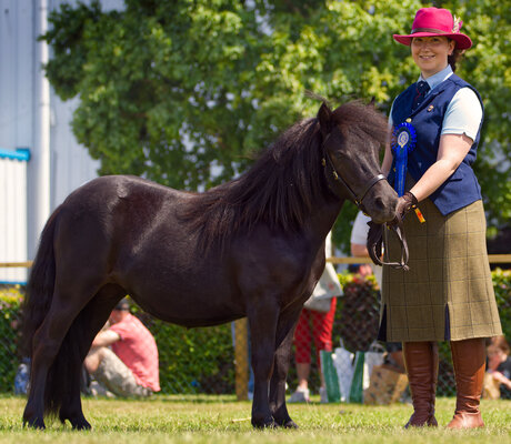 Black Standard Hools Shetland pony filly