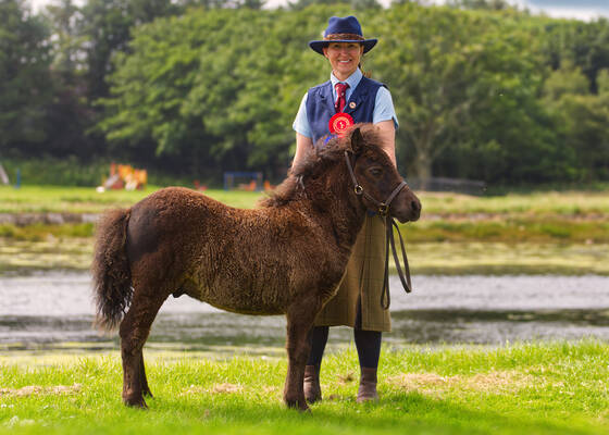 shetland pony foal