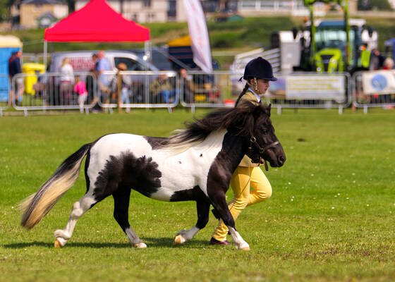 Piebald Shetland Pony