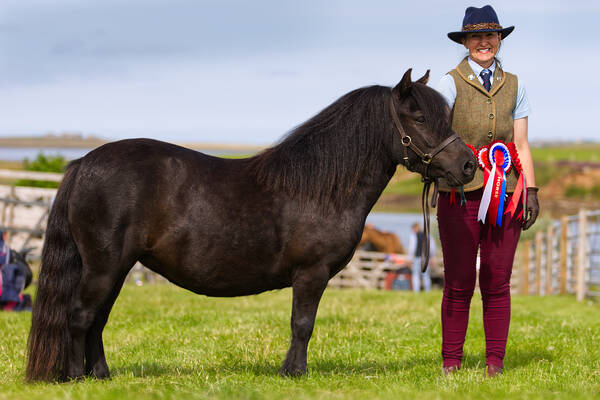 Hools Dark Ivy Shetland Pony