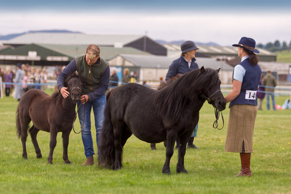 Black shetland pony brood mare