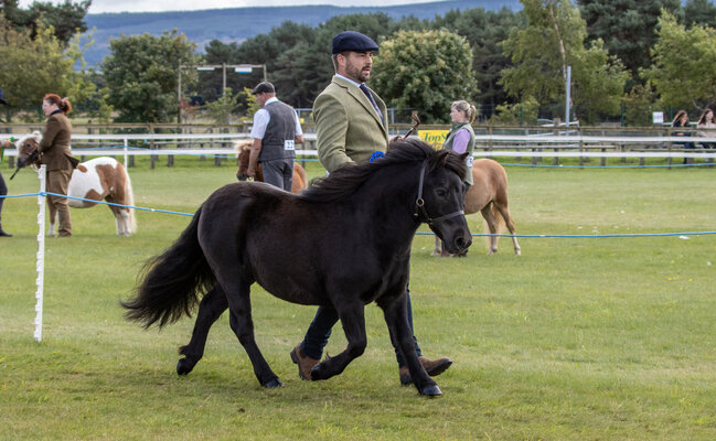 Black shetland pony filly