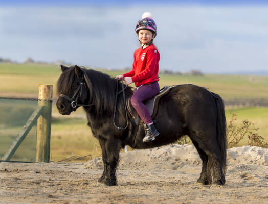 ridden shetland pony