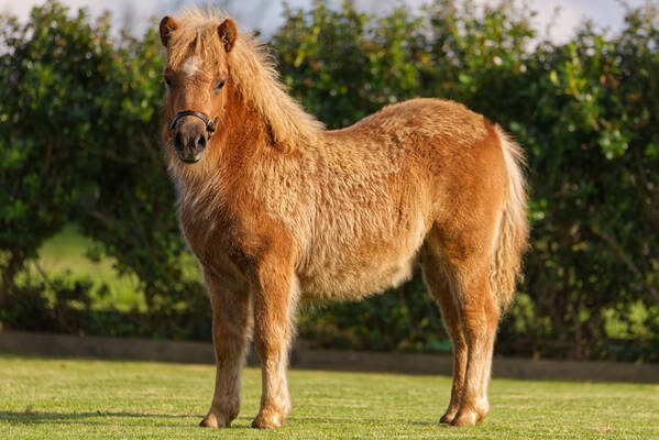 standard chestnut shetland pony