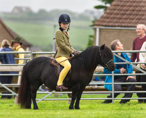 ridden shetland pony