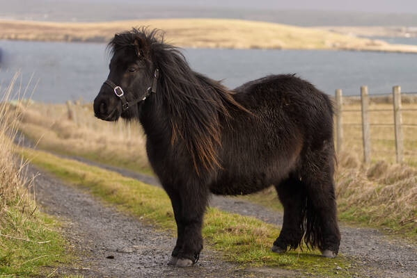 black shetland pony filly