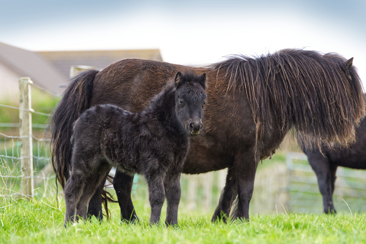 hools highness black filly foal