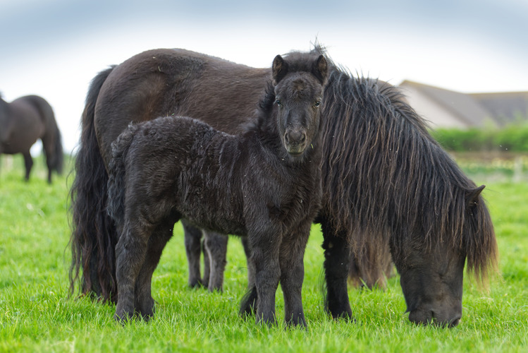 Hools Je ne sais quoi filly foal